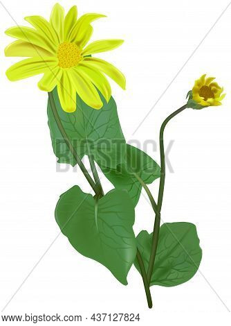 Blooming Leopards Bane (arnica Montana) - Colored Illustration Isolated On White Background, Vector
