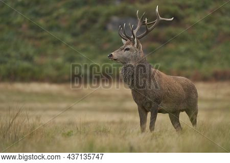 Red Deer Stag (cervus Elaphus) On The Periphery Of A Breeding Group Waiting For The Time When It Wil