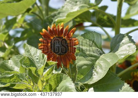 Sunflower Red Sun Flower - Latin Name - Helianthus Annus Red Sun