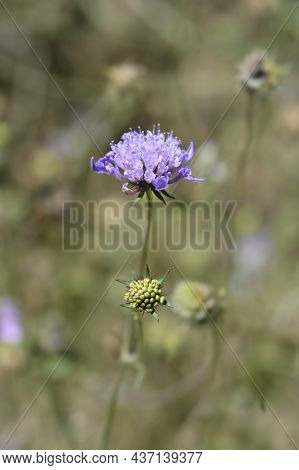 Dove Scabious Flowers - Latin Name - Scabiosa Columbaria