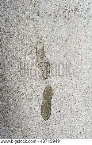 London Plane Bark Detail - Latin Name - Platanus X Hispanica (platanus X Acerifolia)