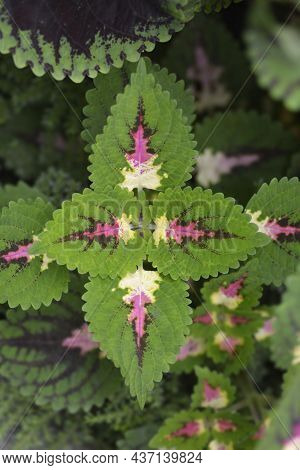 Painted Nettle Leaves - Latin Name - Plectranthus Scutellarioides (solenostemon Scutellarioides)