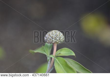 Himalayan Evergreen Dogwood Unripe Fruit - Latin Name - Cornus Capitata