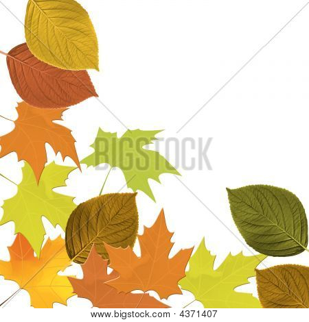 Feuilles