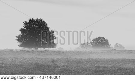 Heavy Foggy Mist At Sunrise In Moorland Landscape With Tree