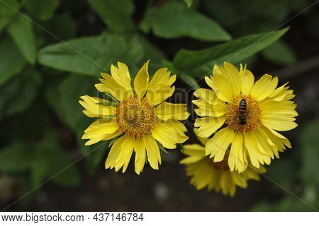Thymophyllia,yellow Flowers, Natural Summer Background, Blurred Image, Selective Focus