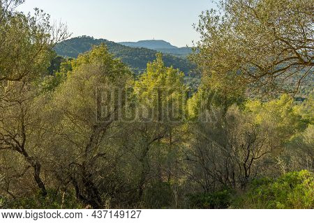 Mediterranean Pine Forest With The Randa Mountain At Sunset. Island Of Mallorca, Spain
