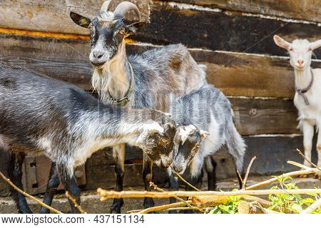 Modern Animal Livestock. Cute Goat Relaxing In Yard On Farm In Summer Day. Domestic Goats Grazing In