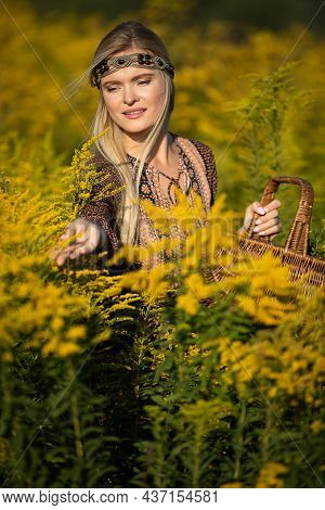 A Young Herbalist Reviews The Individual Inflorescences Of The Goldenrod Herb.