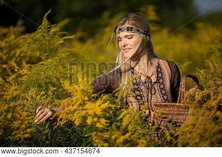 A Young Herbalist Reviews The Individual Inflorescences Of The Goldenrod Herb.