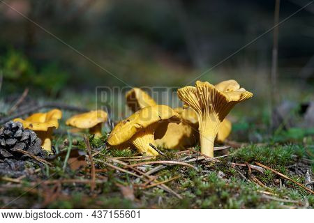 Chanterelles (cantharellus Cibarius) On The Ground In A Forest In Autumn