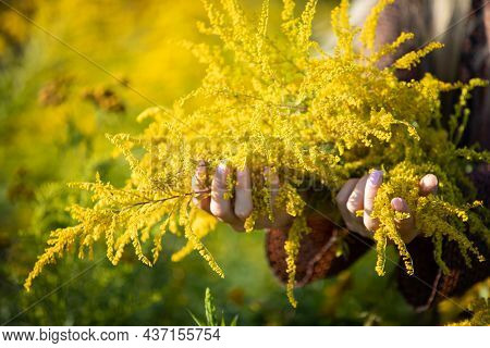 A Young Girl Holds Goldenrod Herb Inflorescences In Her Hands.