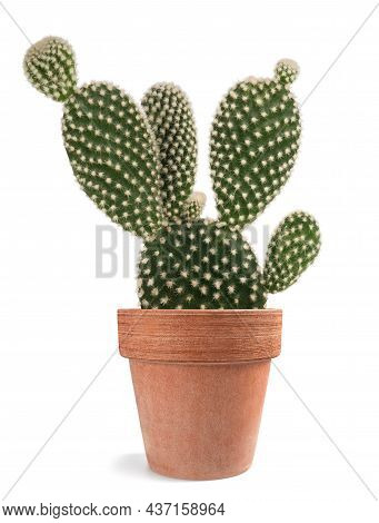 Bunny Ears Cactus In Vase Isolated On White