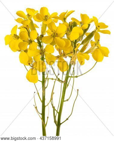 Yellow Wallflowers Isolated On A White Background