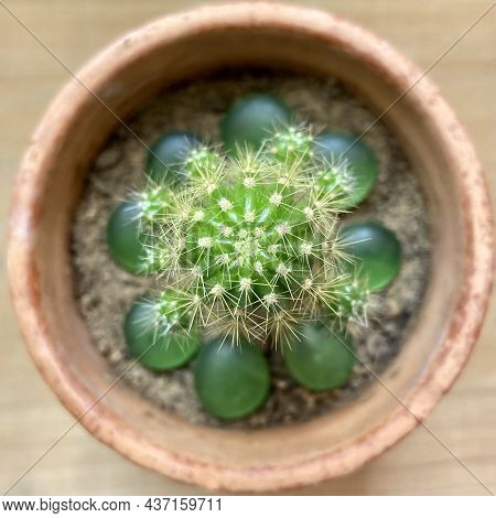 Tropical Spine Green Cactus. Spiny Plant. This Is A Xeric Plant. Succulent.