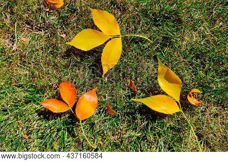 Bright Yellow Autumn Fall Leaves On Green Grass Top View Photo. Fall Foliage. Autumn Colors. Natural