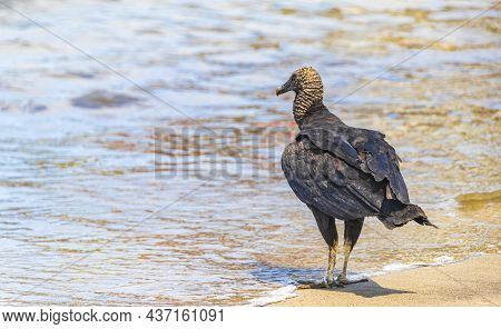 Tropical Black Vulture On Botafogo Beach Rio De Janeiro Brazil.