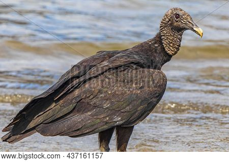 Tropical Black Vulture On Botafogo Beach Rio De Janeiro Brazil.