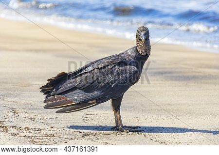 Tropical Black Vulture On Botafogo Beach Rio De Janeiro Brazil.