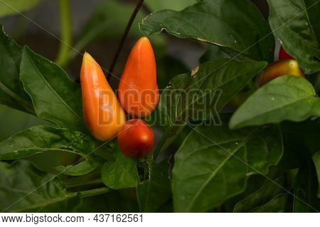 Hot Pepper Very Colorful Vegetabl Close Up