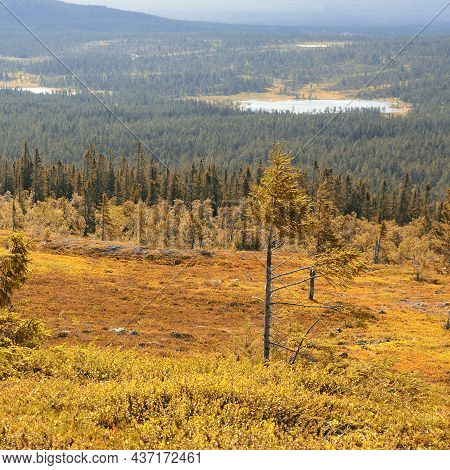 Autumn Mountin Landscape In Idre, Dalarna - Sweden