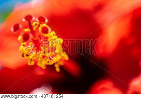 Red Flower- Hibiscus. Piscil Flower. Yellow Polen. Colored Nature Flower.
