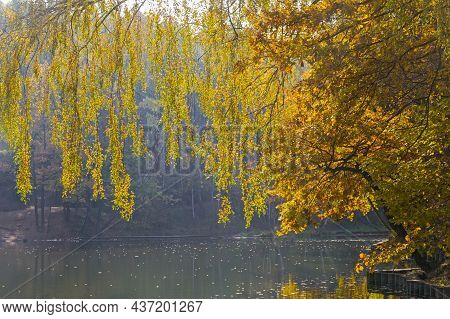 Trees Branches With Bright Yellow Autumn Leaves In The Backlight. Teplostanovsky Forest Park, Moscow