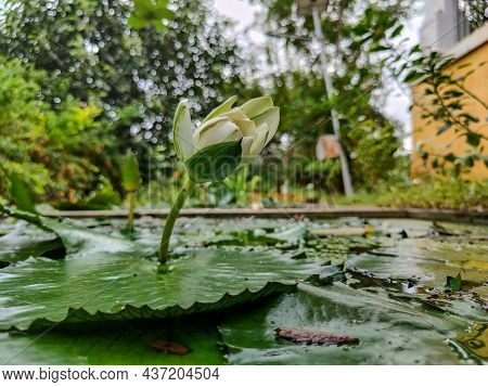 Side View Of A White Lotus Bud Which Is Half Blooming On The Big Green Lotus Leaves In Black Water P