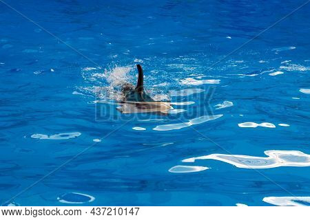 Dolphin Swims In Boseen , Dolphin Fin In Blue Water