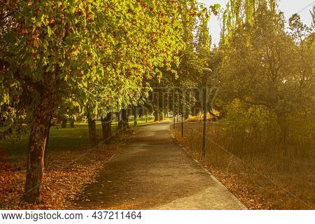 Autumn In The Park.nature.pathway Full Of Trees.trees Of A Park During Sunset.landscape Background.g