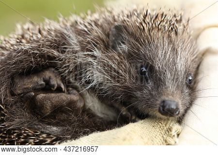 Small Cute Hedgehog On The Ground. Closeup