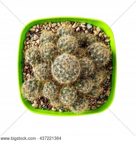 Cacti Mammillaria Prolifera Grow In A Square Green Plastic Flower Pot. Potted Texas Nipple Cactus  I
