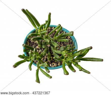 Crassula Ovata Gollum Jade Grows In An Oval Turquoise Plastic Flower Pot. Potted Succulent With Unus
