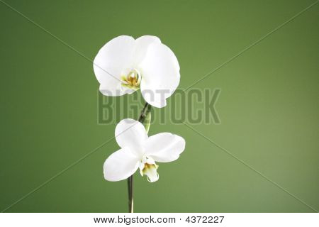 Orchidées