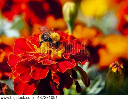 Bumblebee Collects Nectar On Marigold Flower Side View. Relative Of The Bee Is  Hymenopteran Insect 
