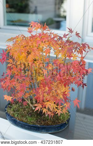 Beautiful Bonsai Forest With Autumn Colours, Yellow And Red. Japanese Maple, Acer Palmatum