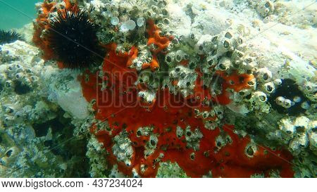 Red Encrusting Sponge Or Orange-red Encrusting Sponge (crambe Crambe) Undersea, Aegean Sea, Greece, 