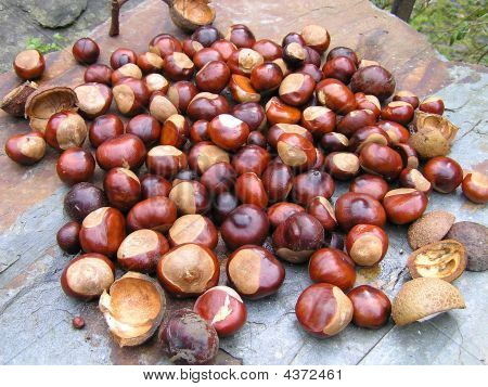 Conckers