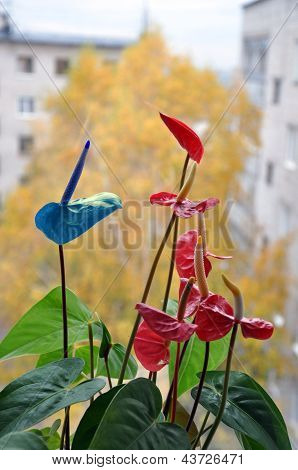 Blumen auf der Fensterbank.