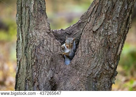 Eastern Gray Squirrel In The Autumn Forest