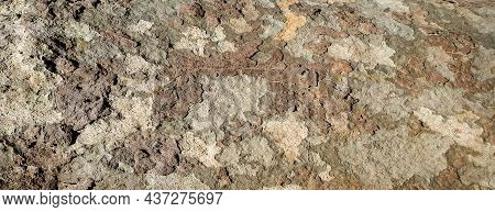 Surface Of Sycamore Tree As Texture Background Or Backdrop. Platanus Occidentalis Tree Bark Texture