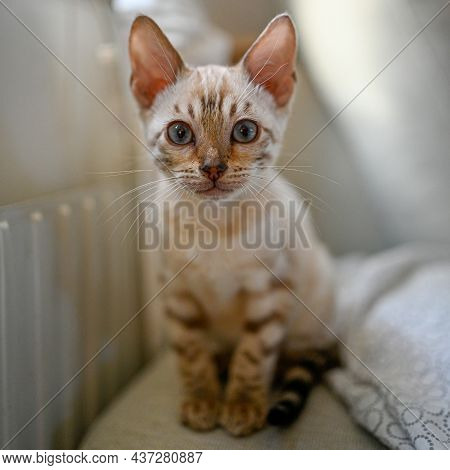 Cute Bengal Kitten Sitting In White Sofa