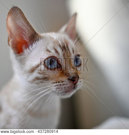 Cute Bengal Kitten Sitting In White Sofa