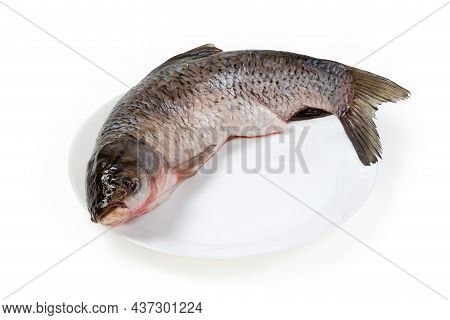 Raw Gutted Carcass Of The Grass Carp Cleaned From Scales And Prepared For Cooking, Lies On White Dis