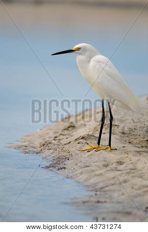 Schmuckreiher (Egretta Thula)
