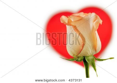 Valentines Rose