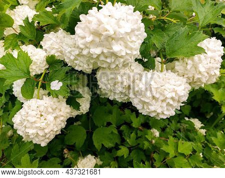 Fluffy Viburnum Buldenezh Flower In A Spring Garden Close-up On A Background Of Green Leaves