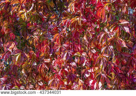 Red And Green Climbing Ivy Covering The Wall Background Surface For Graphics