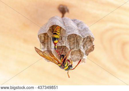 A Wasp Is Working In Its Nest, Clinging To Wood, Also Known As The Yellowjacket, Hornet, Nature Conc
