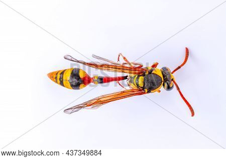 Top View Of A Brown And Yellow House Wasp, Also Known As The Yellowjacket, Hornet, Is A Wasp That Ai